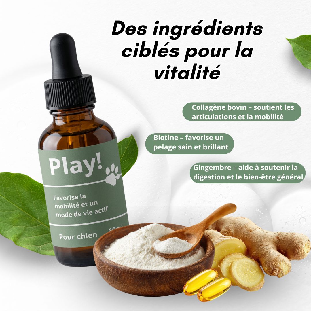 Play! - le protocole santé et vitalité de votre chien