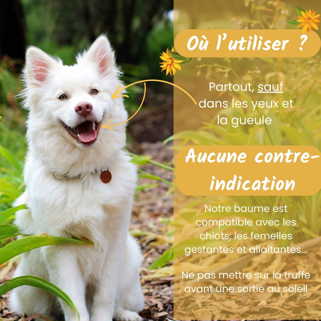 Baume Guérisseur - soulage et protège votre chien