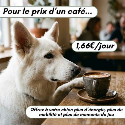 Play! - le protocole santé et vitalité de votre chien