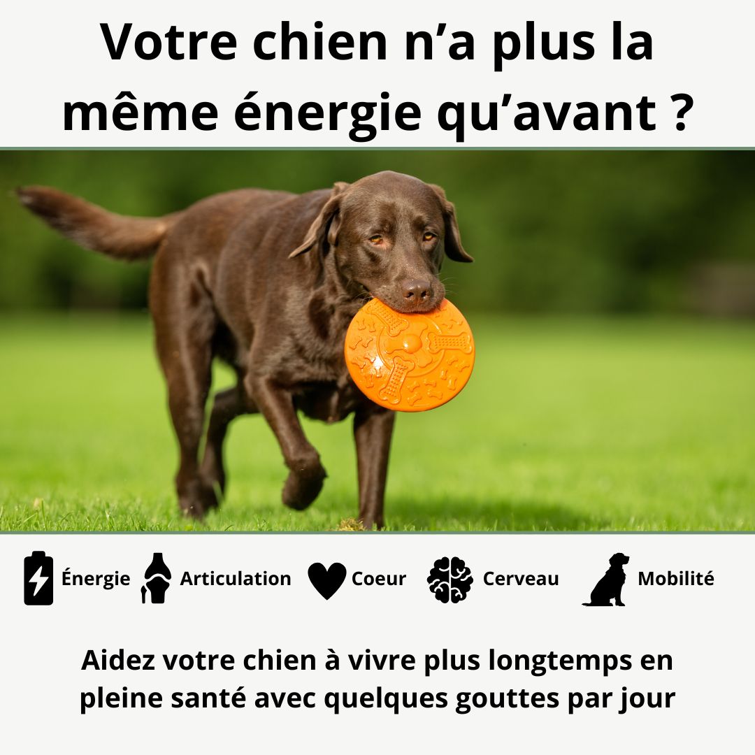 Play! - le protocole santé et vitalité de votre chien