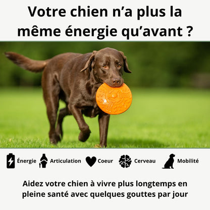 Play! - le protocole santé et vitalité de votre chien