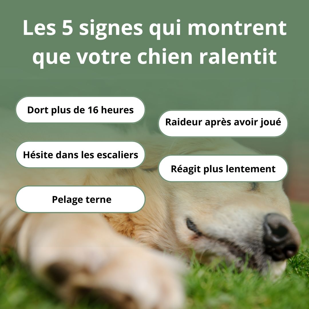 Play! - le protocole santé et vitalité de votre chien