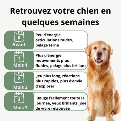 Play! - le protocole santé et vitalité de votre chien