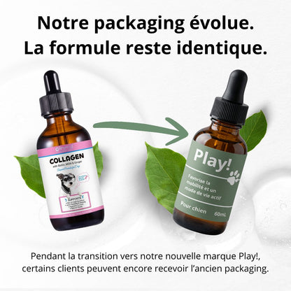 Play! - le protocole santé et vitalité de votre chien